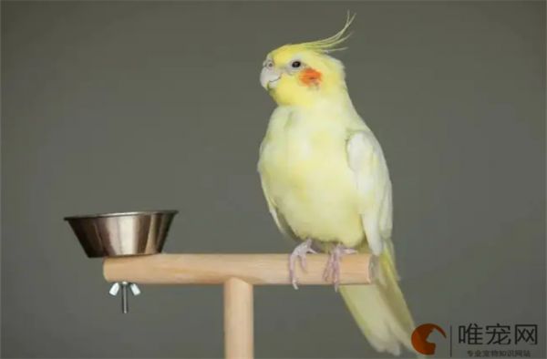 玄鳳鸚鵡信任你的表現(xiàn)有哪些 