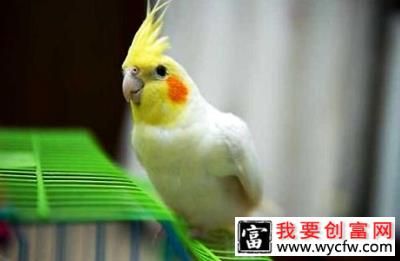 玄鳳鸚鵡飼養(yǎng)
