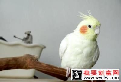 玄鳳鸚鵡怎么養(yǎng)