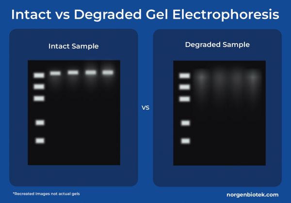 Intact vs Degraded Gel electrophoresis