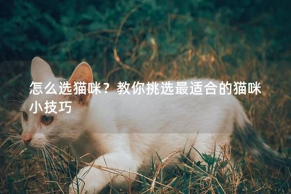 怎么選貓咪？教你挑選最適合的貓咪小技巧