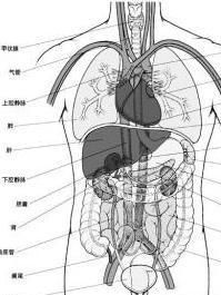 五臟六腑
