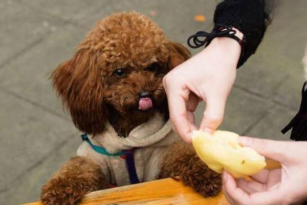 怎么判斷泰迪犬純不純