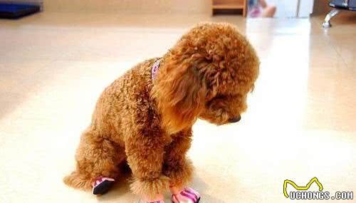 怎么判別一只狗狗健不健康？很簡(jiǎn)單看這5點(diǎn)就清楚