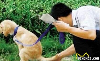 怎么判別一只狗狗健不健康？很簡(jiǎn)單看這5點(diǎn)就清楚