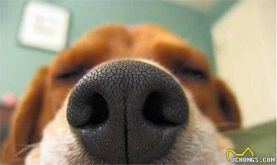 怎么判別一只狗狗健不健康？很簡(jiǎn)單看這5點(diǎn)就清楚