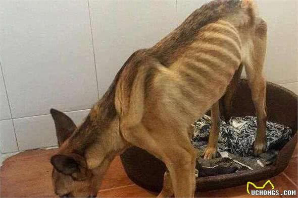 怎么判別一只狗狗健不健康？很簡(jiǎn)單看這5點(diǎn)就清楚