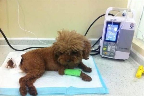 怎么判別一只狗狗健不健康？很簡(jiǎn)單看這5點(diǎn)就清楚