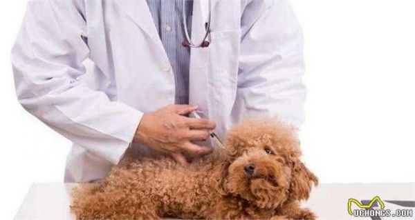 怎么判別一只狗狗健不健康？很簡(jiǎn)單看這5點(diǎn)就清楚