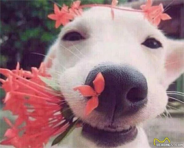 怎么判別一只狗狗健不健康？很簡(jiǎn)單看這5點(diǎn)就清楚