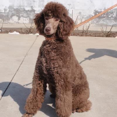 标准贵宾犬