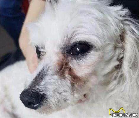 “六个方面”判断泰迪健康状况，建议主人收藏