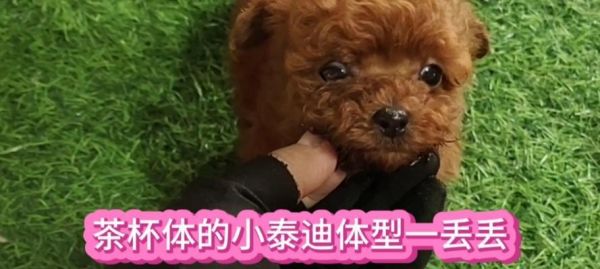 泰迪的標準體型和體長是多少？如何判斷是否正常？