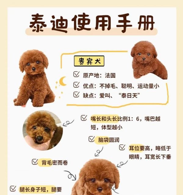 如何辨别泰迪的健康状况？