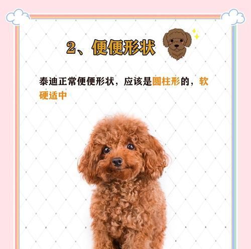 如何辨别泰迪的健康状况？