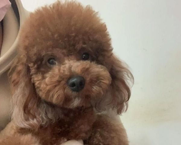 賣狗市場泰迪的價格是多少？如何辨別泰迪的健康狀況？