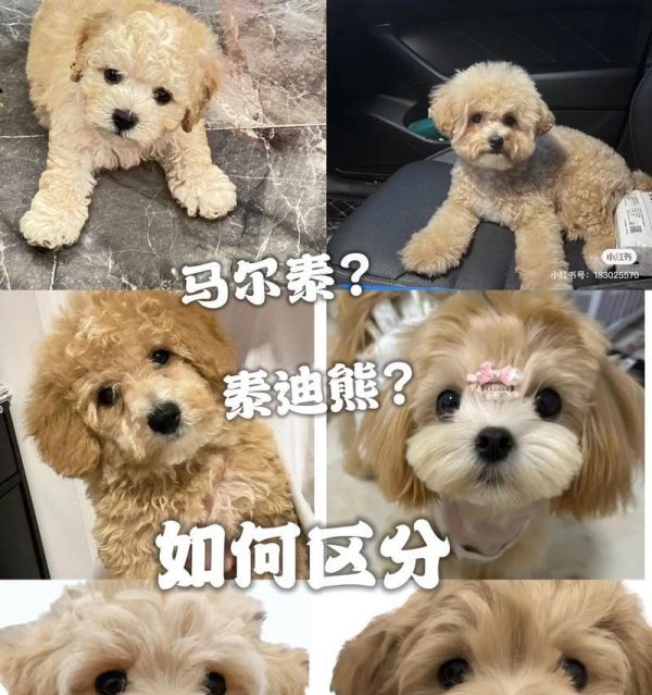 賣狗市場泰迪的價格是多少？如何辨別泰迪的健康狀況？