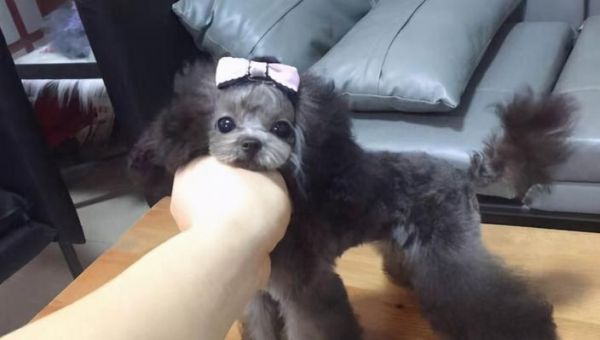 泰迪犬純種鑒定方法有哪些？如何判斷泰迪是否純種？
