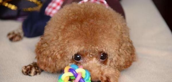 泰迪犬純種鑒定方法有哪些？如何判斷泰迪是否純種？
