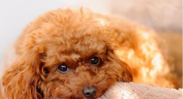 泰迪犬純種鑒定方法有哪些？如何判斷泰迪是否純種？
