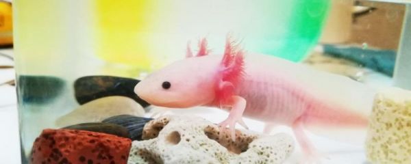六角恐龍魚可以兩只養(yǎng)在一起嗎，怎么養(yǎng)