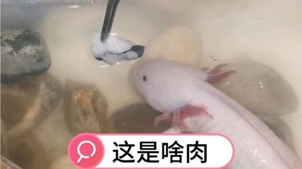 六角恐龍魚吃的東西全吐出來了怎么辦（六角恐龍魚吃東西全吐出來可能由多種原因引起）