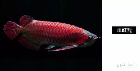 六角恐龍魚吃的東西全吐出來了怎么辦（六角恐龍魚吃東西全吐出來可能由多種原因引起）