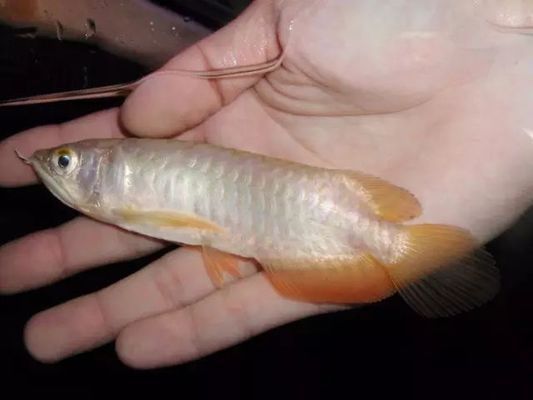 六角恐龍魚吃的東西全吐出來了怎么辦（六角恐龍魚吃東西全吐出來可能由多種原因引起）