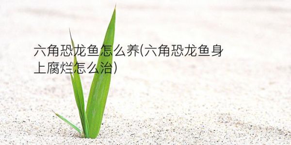 六角恐龙鱼怎么养(六角恐龙鱼身上腐烂怎么治)