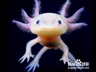 六角恐龍魚怎么分辨公母