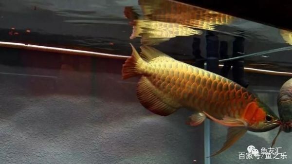 六角恐龍魚喂活魚可以嗎（六角恐龍魚可以吃活魚嗎）