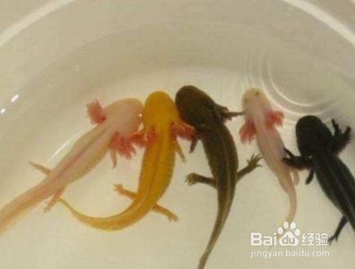 六角恐龍魚喂活魚可以嗎（六角恐龍魚可以吃活魚嗎）