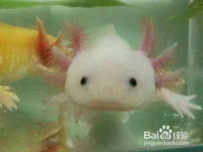 六角恐龍魚喂活魚可以嗎（六角恐龍魚可以吃活魚嗎）