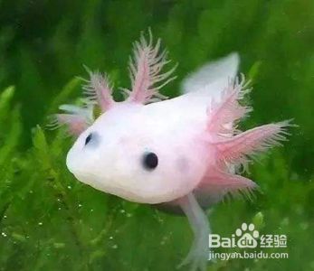 六角恐龍魚喂活魚可以嗎（六角恐龍魚可以吃活魚嗎）