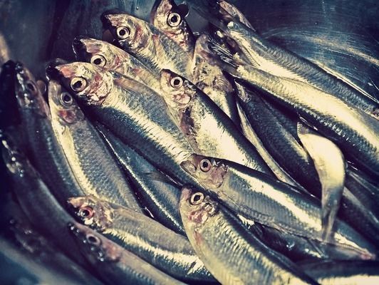 六角恐龍魚水深25cm會(huì)死嗎（六角恐龍魚在25cm的水深中會(huì)死亡嗎？）
