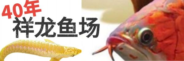 六角恐龙鱼水温多少合适（六角恐龙鱼水温异常处理，六角恐龙鱼最佳饲养环境）