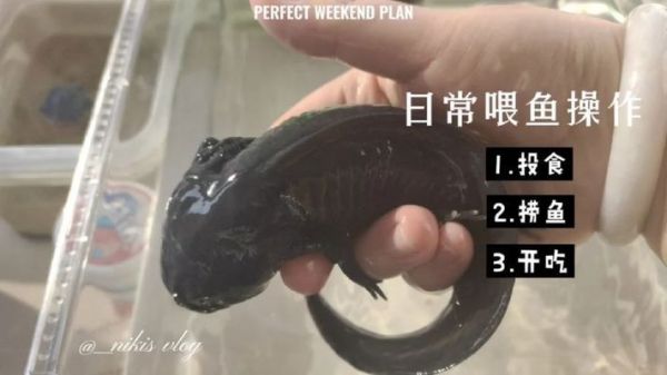 六角恐龙鱼饲料可以喂金鱼吗视频教程（六角恐龙鱼饲料可以作为临时的食物来源给金鱼的健康）
