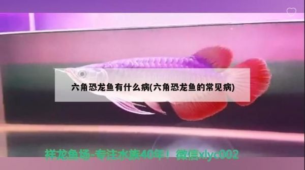 六角恐龙鱼得病（六角恐龙鱼水霉病的自然疗法）