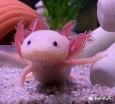 六角恐龍魚溫度需求（六角恐龍魚的水溫需求）