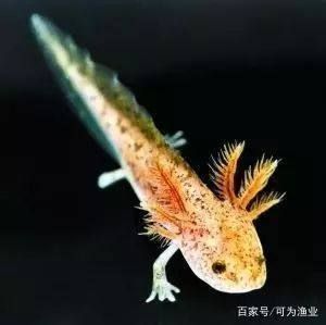 六角恐龍魚溫度需求（六角恐龍魚的水溫需求）