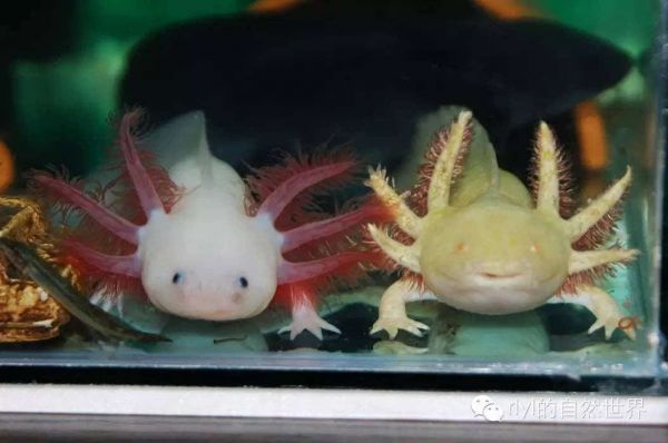 六角恐龍魚溫度需求（六角恐龍魚的水溫需求）
