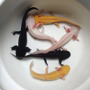 六角恐龙鱼吃饲料吗？（六角恐龙鱼可以吃鱼饲料吗）