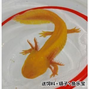 六角恐龙鱼吃饲料吗？（六角恐龙鱼可以吃鱼饲料吗）