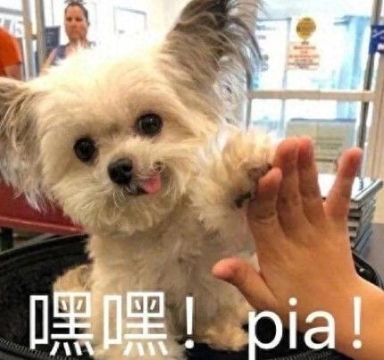 狗狗很健康的 6 個(gè)表現(xiàn)，說明你把它養(yǎng)的很好！