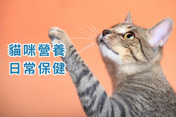 《寵物保健食品聖經(jīng)》推薦必看！貓咪狗狗保健品到底該如何挑選？