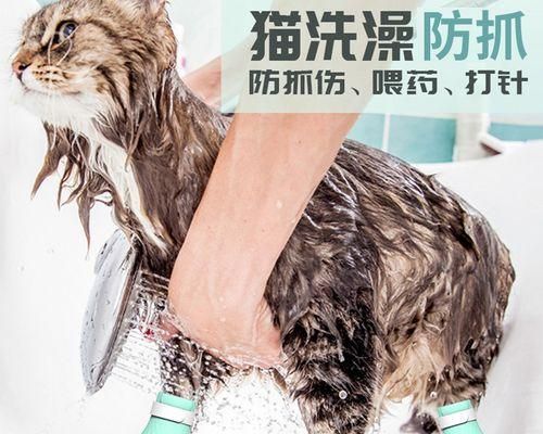 貓咪產(chǎn)后護(hù)理指南（為你的母貓和幼崽提供全面的關(guān)愛）