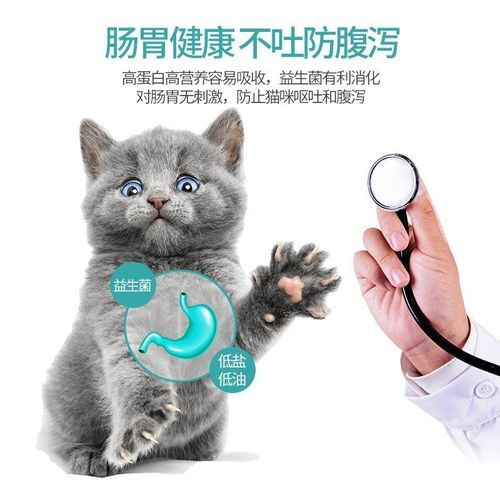 新手養(yǎng)幼貓指南：細心呵護，安全成長