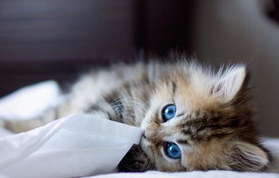 小貓咪到家，如何科學(xué)喂養(yǎng)，才能讓它健康成長(zhǎng)？