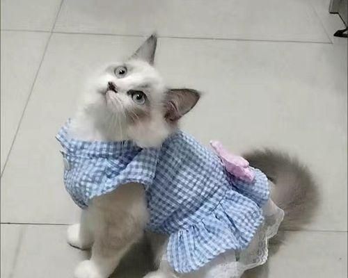 幼貓的正常排便是什么樣的？如何判斷幼貓排便是否健康？