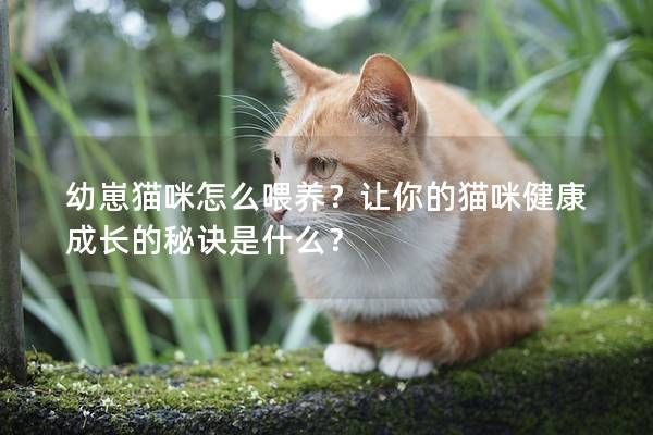 幼崽貓咪怎么喂養(yǎng)？讓你的貓咪健康成長的秘訣是什么？